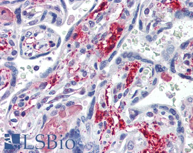 NT5E / eNT / CD73 Antibody - Anti-NT5E / CD73 antibody IHC of human placenta. Immunohistochemistry of formalin-fixed, paraffin-embedded tissue after heat-induced antigen retrieval. Antibody concentration 10 ug/ml.