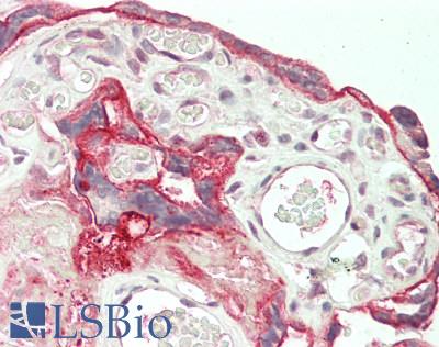 NT5E / eNT / CD73 Antibody - Human Placenta: Formalin-Fixed, Paraffin-Embedded (FFPE)