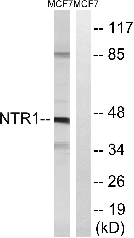 NTSR1 / NTR Antibody - Western blot analysis of lysates from MCF7 cells, using NTR1 Antibody. The lane on the right is blocked with the synthesized peptide.