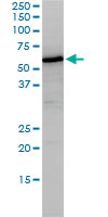 NUCB1 / Nucleobindin Antibody - NUCB1 monoclonal antibody (M01), clone 1H8-2C11 Western blot of NUCB1 expression in HepG2.