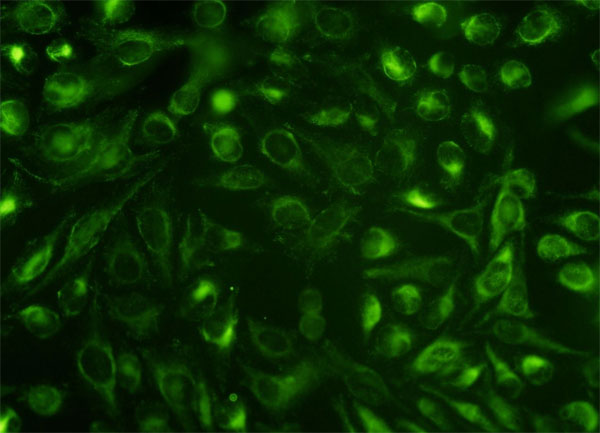 NUCB1 / Nucleobindin Antibody - Immunofluorescence of monoclonal antibody to NUCB1 on HeLa cell. [antibody concentration 10 ug/ml]