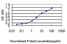 NUCB1 / Nucleobindin Antibody - Detection limit for recombinant GST tagged NUCB1 is approximately 0.1 ng/ml as a capture antibody.