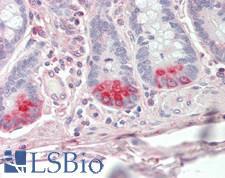 NUCB2 / Nucleobindin 2 Antibody - Human Small Intestine: Formalin-Fixed, Paraffin-Embedded (FFPE)