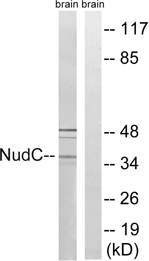NUDC Antibody - Western blot analysis of lysates from rat brain cells, using NudC Antibody. The lane on the right is blocked with the synthesized peptide.