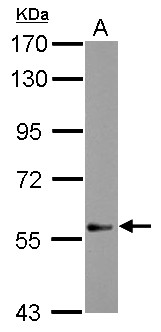 NUDR / DEAF1 Antibody - Sample (30 ug of whole cell lysate) A: NT2D1 7.5% SDS PAGE DEAF1 antibody diluted at 1:3000