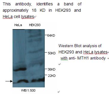 NUDT1 / MTH1 Antibody