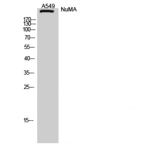 NUMA1 / NUMA Antibody - Western blot of NuMA antibody