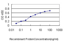 NUMA1 / NUMA Antibody - Detection limit for recombinant GST tagged NUMA1 is approximately 0.1 ng/ml as a capture antibody.
