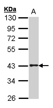 O3FAR1 / GPR120 Antibody - Sample (30 ug of whole cell lysate). A: Hela. 10% SDS PAGE. O3FAR1 / GPR120 antibody diluted at 1:2000.