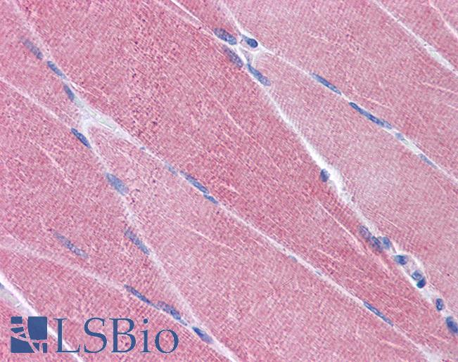 OASIS / CREB3L1 Antibody - Anti-CREB3L1 antibody IHC of human skeletal muscle. Immunohistochemistry of formalin-fixed, paraffin-embedded tissue after heat-induced antigen retrieval. Antibody concentration 3.75 ug/ml.