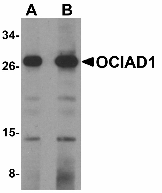 OCIAD1 Antibody - Western blot of OCIAD1 in 293 cell lysate with OCIAD1 antibody at (A) 1 and (B) 2 ug/ml.