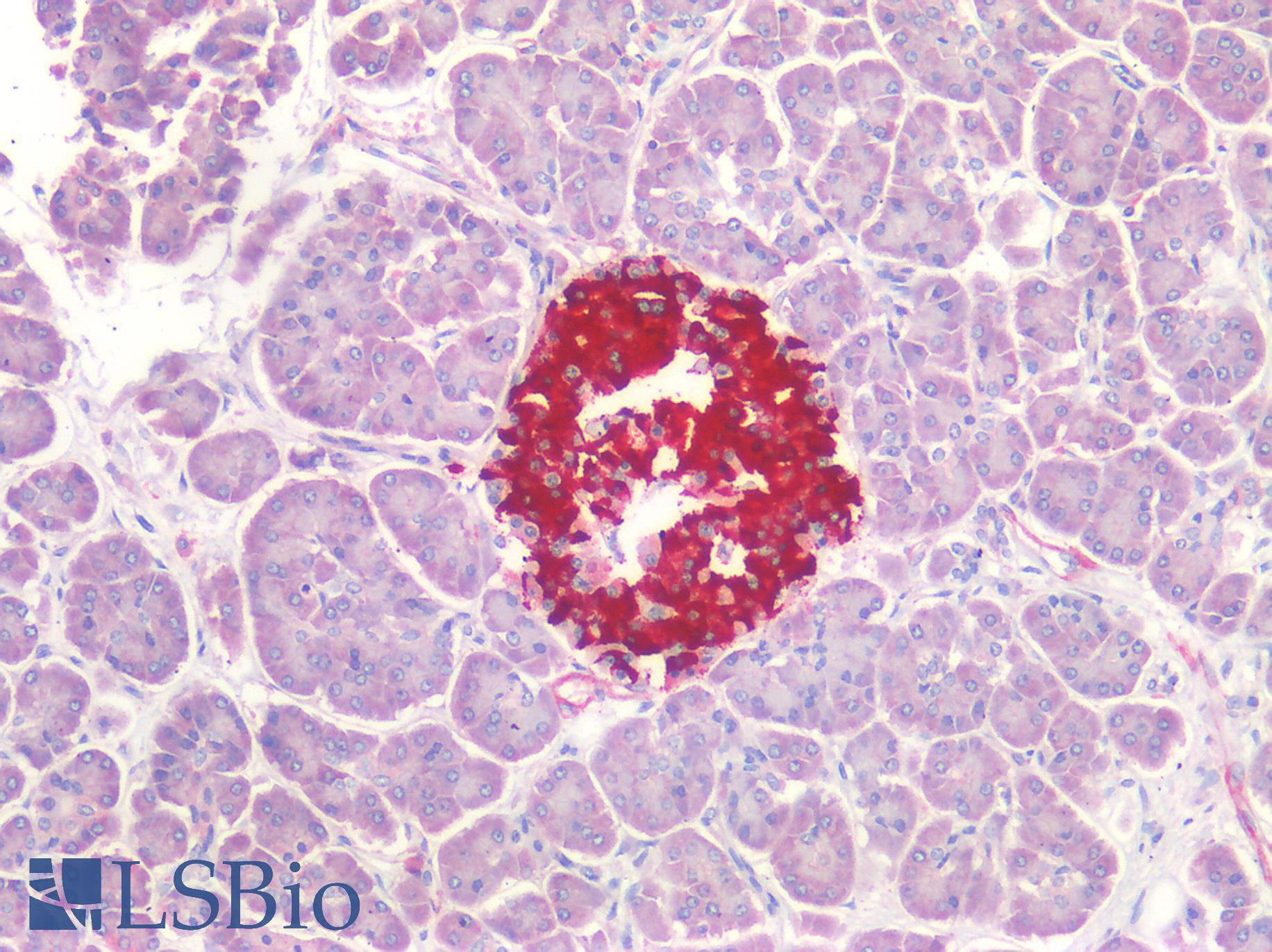 OCLN / Occludin Antibody - Human Pancreas: Formalin-Fixed, Paraffin-Embedded (FFPE)