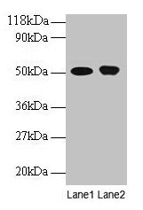 ODC1 / Ornithine Decarboxylase Antibody - Western blot All lanes: Ornithine decarboxylase antibody at 2µg/ml Lane 1: EC109 whole cell lysate Lane 2: 293T whole cell lysate Secondary Goat polyclonal to rabbit IgG at 1/15000 dilution Predicted band size: 51 kDa Observed band size: 51 kDa