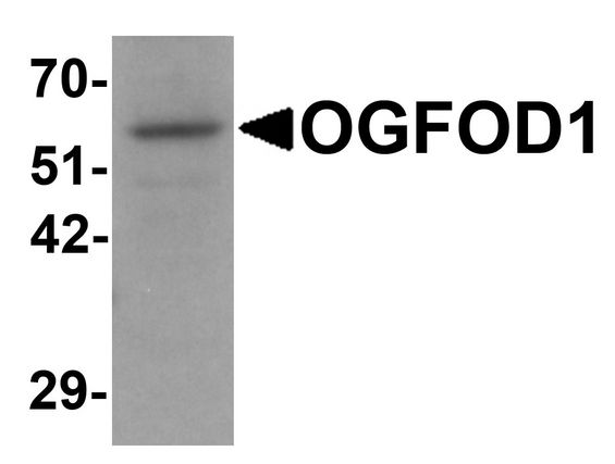OGFOD1 Antibody - Western blot analysis of OGFOD1 in Daudi cell lysate with OGFOD1 antibody at 1 ug/ml.