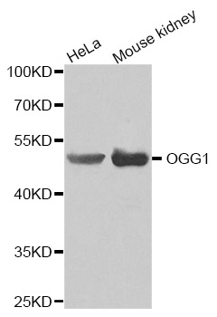OGG1 Antibody - Western blot analysis of extracts of various cell lines, using OGG1 antibody(1:200).