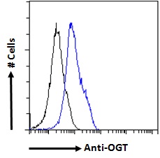 OGT / O-GLCNAC Antibody - OGT / O-GLCNAC antibody flow cytometric analysis of paraformaldehyde fixed HEK293 cells (blue line), permeabilized with 0.5% Triton. Primary incubation 1hr (10ug/ml) followed by Alexa Fluor 488 secondary antibody (1ug/ml). IgG control: Unimmunized goat IgG (black line) followed by Alexa Fluor 488 secondary antibody.