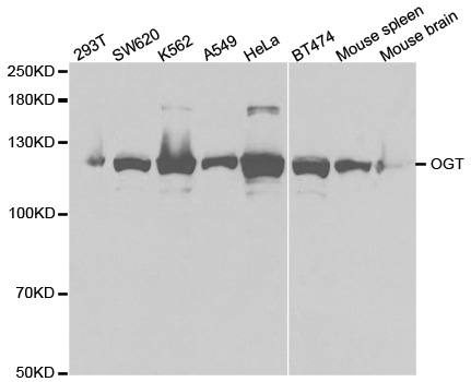 OGT / O-GLCNAC Antibody - Western blot analysis of extracts of various cell lines.