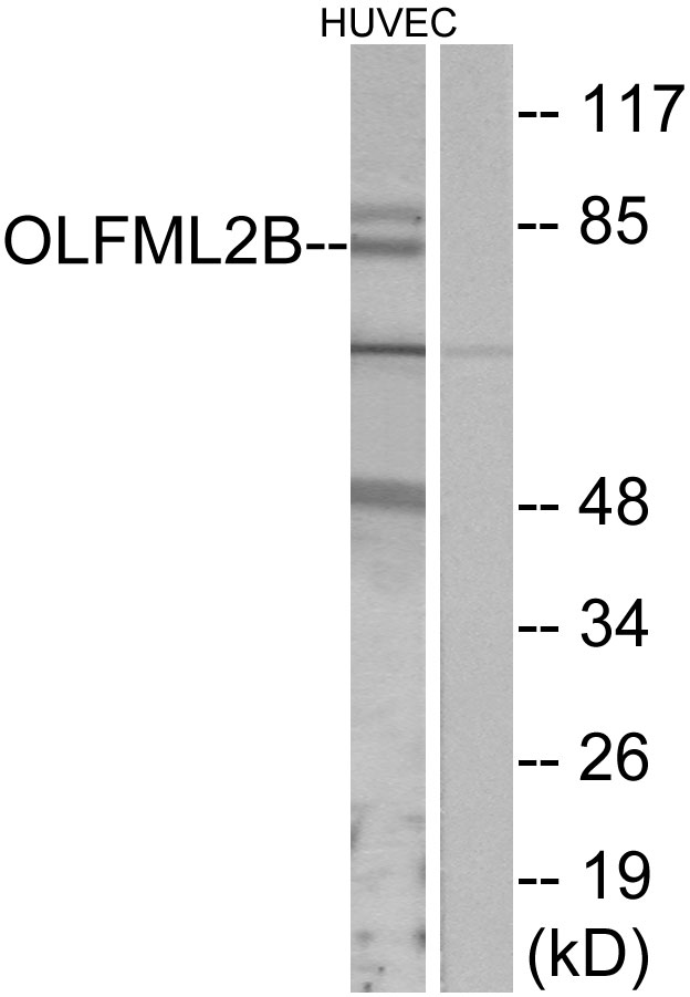 OLFML2B Antibody - Western blot analysis of lysates from HUVEC cells, using OLFML2B Antibody. The lane on the right is blocked with the synthesized peptide.