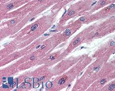 OPG / Osteoprotegerin Antibody - Anti-Osteoprotegerin antibody IHC of human heart. Immunohistochemistry of formalin-fixed, paraffin-embedded tissue after heat-induced antigen retrieval. Antibody concentration 5 ug/ml.
