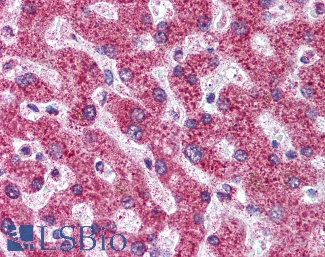 OPG / Osteoprotegerin Antibody - Anti-Osteoprotegerin antibody IHC of human liver. Immunohistochemistry of formalin-fixed, paraffin-embedded tissue after heat-induced antigen retrieval. Antibody concentration 5 ug/ml.