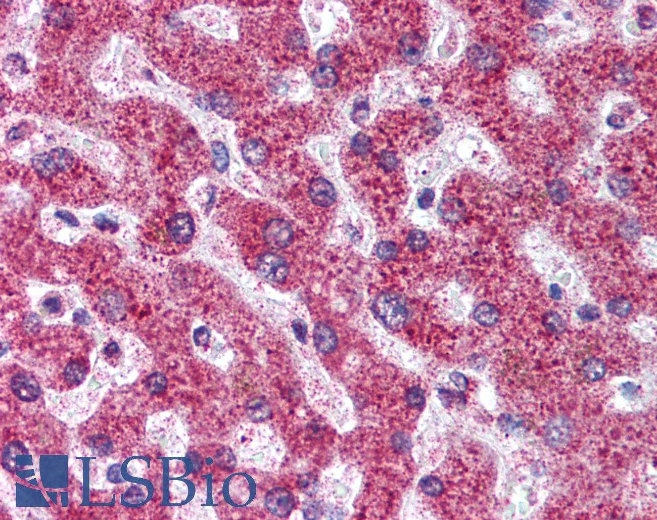 OPG / Osteoprotegerin Antibody - Anti-Osteoprotegerin antibody IHC of human liver. Immunohistochemistry of formalin-fixed, paraffin-embedded tissue after heat-induced antigen retrieval. Antibody concentration 5 ug/ml.