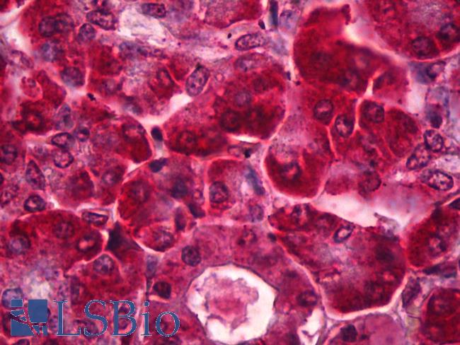 OPG / Osteoprotegerin Antibody - Anti-Osteoprotegerin antibody IHC of human pancreas, exocrine. Immunohistochemistry of formalin-fixed, paraffin-embedded tissue after heat-induced antigen retrieval. Antibody concentration 2 ug/ml.