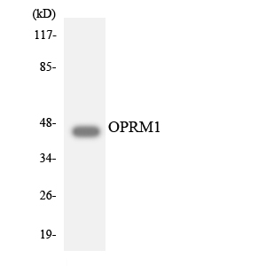 OPRM1 / Mu Opioid Receptor Antibody - Western blot analysis of the lysates from K562 cells using OPRM1 antibody.
