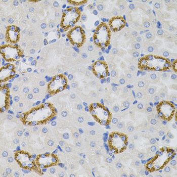 OPRS1 / SIGMAR1 Antibody - Immunohistochemistry of paraffin-embedded mouse kidney tissue.