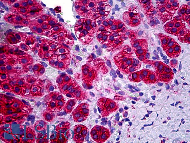 OR1N1 Antibody - Anti-OR1N1 antibody IHC of human adrenal. Immunohistochemistry of formalin-fixed, paraffin-embedded tissue after heat-induced antigen retrieval. Antibody dilution 1:200.