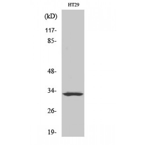 OR2T1 Antibody - Western blot of Olfactory receptor 2T1 antibody