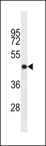 OR4S1 Antibody - OR4S1 Antibody western blot of A2058 cell line lysates (35 ug/lane). The OR4S1 antibody detected the OR4S1 protein (arrow).