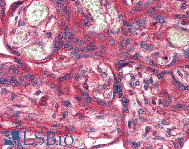 OR51E1 Antibody - Anti-OR51E1 antibody IHC of human placenta. Immunohistochemistry of formalin-fixed, paraffin-embedded tissue after heat-induced antigen retrieval.