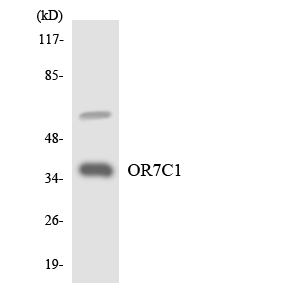 OR7C1 Antibody - Western blot analysis of the lysates from HT-29 cells using OR7C1 antibody.