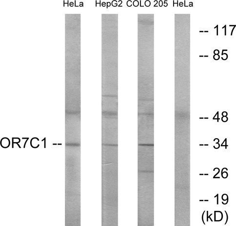 OR7C1 Antibody - Western blot analysis of lysates from HeLa, HepG2, and COLO cells, using OR7C1 Antibody. The lane on the right is blocked with the synthesized peptide.