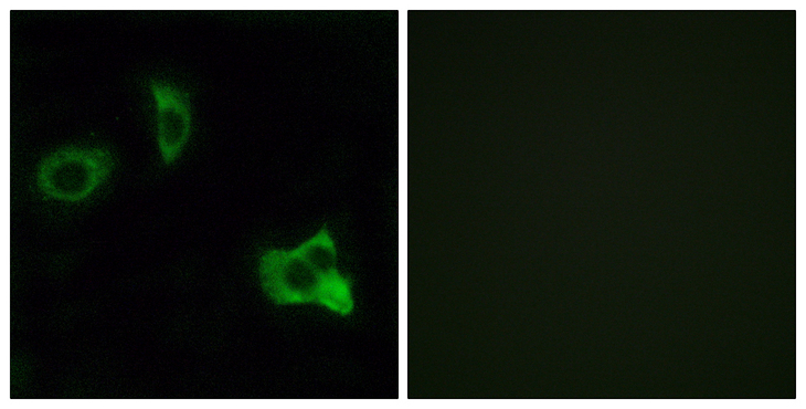 OR8D1 Antibody - Immunofluorescence analysis of MCF7 cells, using OR8D1 Antibody. The picture on the right is blocked with the synthesized peptide.