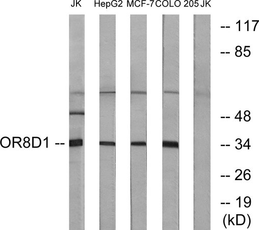 OR8D1 Antibody - Western blot analysis of lysates from Jurkat, HepG2, MCF-7, and COLO cells, using OR8D1 Antibody. The lane on the right is blocked with the synthesized peptide.