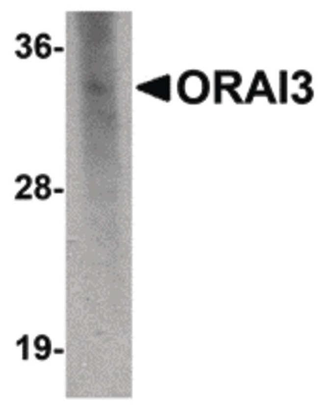 ORAI3 Antibody - Western blot of ORAI3 in rat spleen lysate with ORAI3 antibody at 2 ug/ml.