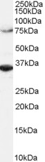 ORC3L / ORC3 Antibody - Antibody (2 ug/ml) staining of HeLa lysate (RIPA buffer, 1.4E5 cells per lane). Detected by Western blot of chemiluminescence.