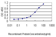 ORM1 / Orosomucoid Antibody - Detection limit for recombinant GST tagged ORM1 is approximately 0.1 ng/ml as a capture antibody.