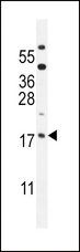 ORMDL3 Antibody - ORMDL3 Antibody western blot of mouse testis tissue lysates (35 ug/lane). The ORMDL3 antibody detected the ORMDL3 protein (arrow).