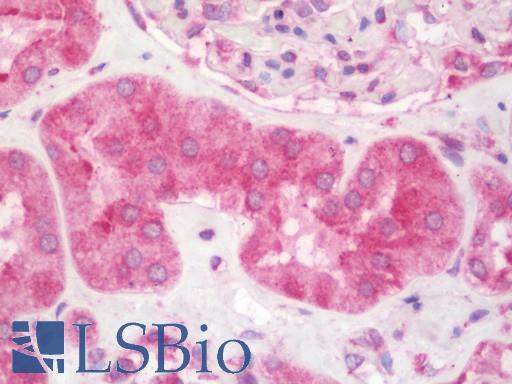 OSM / Oncostatin M Antibody - Anti-OSM / Oncostatin M antibody IHC staining of human kidney. Immunohistochemistry of formalin-fixed, paraffin-embedded tissue after heat-induced antigen retrieval. Antibody concentration 10 ug/ml.  This image was taken for the unconjugated form of this product. Other forms have not been tested.