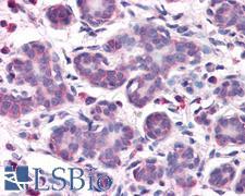OSTC Antibody - Anti-OSTC antibody IHC of human breast. Immunohistochemistry of formalin-fixed, paraffin-embedded tissue after heat-induced antigen retrieval.