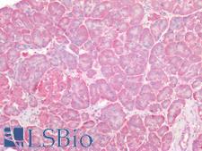 Osteonectin / SPARC Antibody - Human Pancreas: Formalin-Fixed, Paraffin-Embedded (FFPE)
