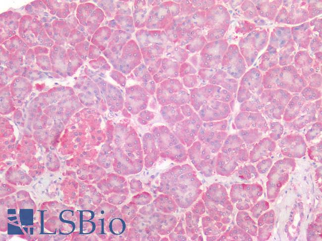 Osteonectin / SPARC Antibody - Human Pancreas: Formalin-Fixed, Paraffin-Embedded (FFPE)