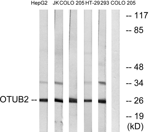 OTUB2 Antibody - Western blot analysis of lysates from COLO, HepG2, Jurkat, 293, and HT-29 cells, using OTUB2 Antibody. The lane on the right is blocked with the synthesized peptide.