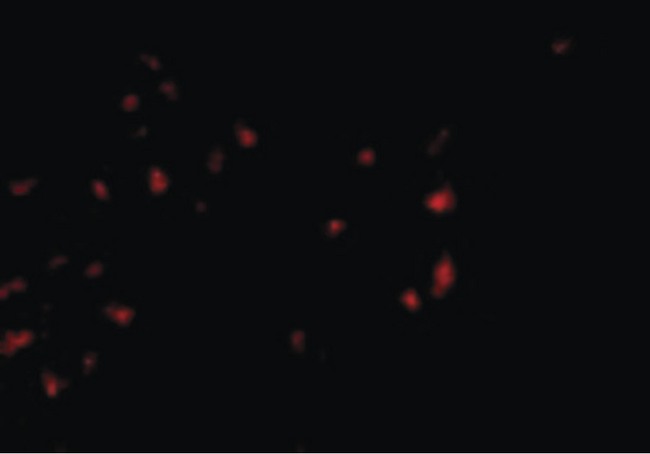 OVGP1 / Oviductin Antibody - Immunofluorescence of OVGP1 in 293 cells with OVGP1 antibody at 2.5 ug/ml.