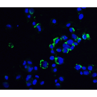 OVGP1 / Oviductin Antibody - Immunofluorescence of OVGP1 in Hek293 cells with OVGP1 antibody at 20 µg/mL.Green: OVGP1 Antibody  Blue: DAPI staining