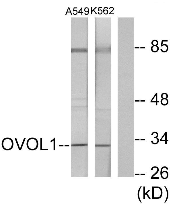 OVOL1 Antibody - Western blot analysis of lysates from K562 and A549 cells, using OVOL1 Antibody. The lane on the right is blocked with the synthesized peptide.
