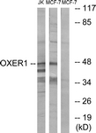 OXER1 Antibody - Western blot of extracts from MCF-7/Jurkat cells, using OXER1 Antibody. The lane on the right is treated with the synthesized peptide.