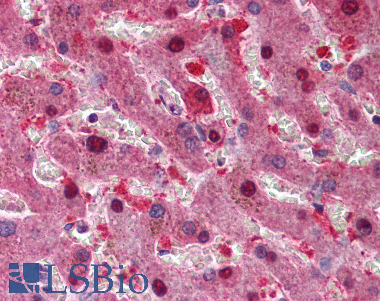 p16INK4a / CDKN2A Antibody - Anti-p16INK4A antibody IHC of human liver. Immunohistochemistry of formalin-fixed, paraffin-embedded tissue after heat-induced antigen retrieval. Antibody concentration 5 ug/ml.
